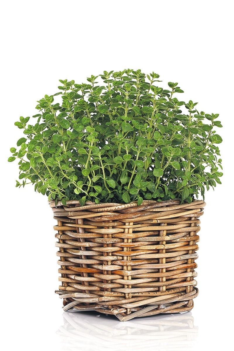 Oregano