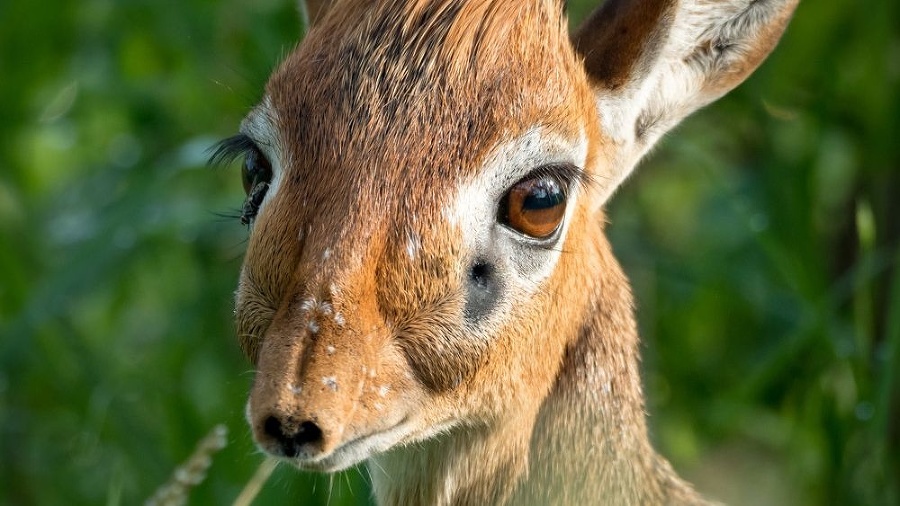 Dikdik Kirkov.