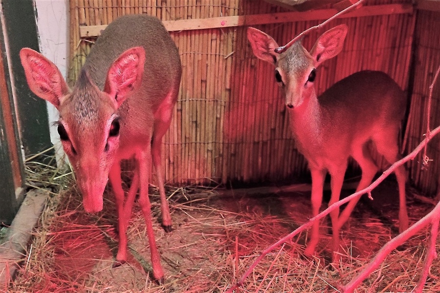 Radosť v Zoo Bojnice,