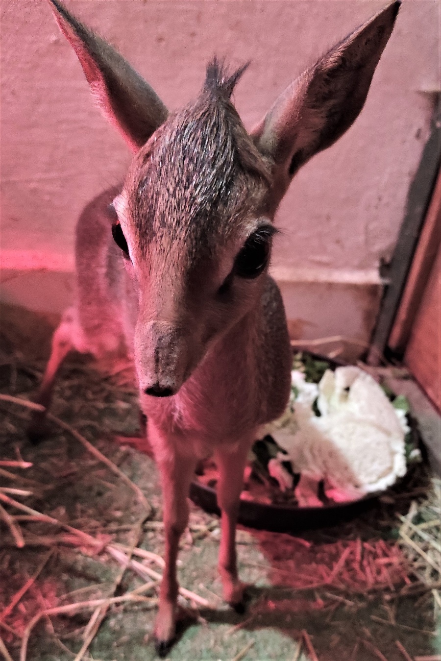 Radosť v Zoo Bojnice,