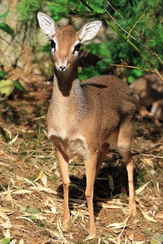 Radosť v Zoo Bojnice,