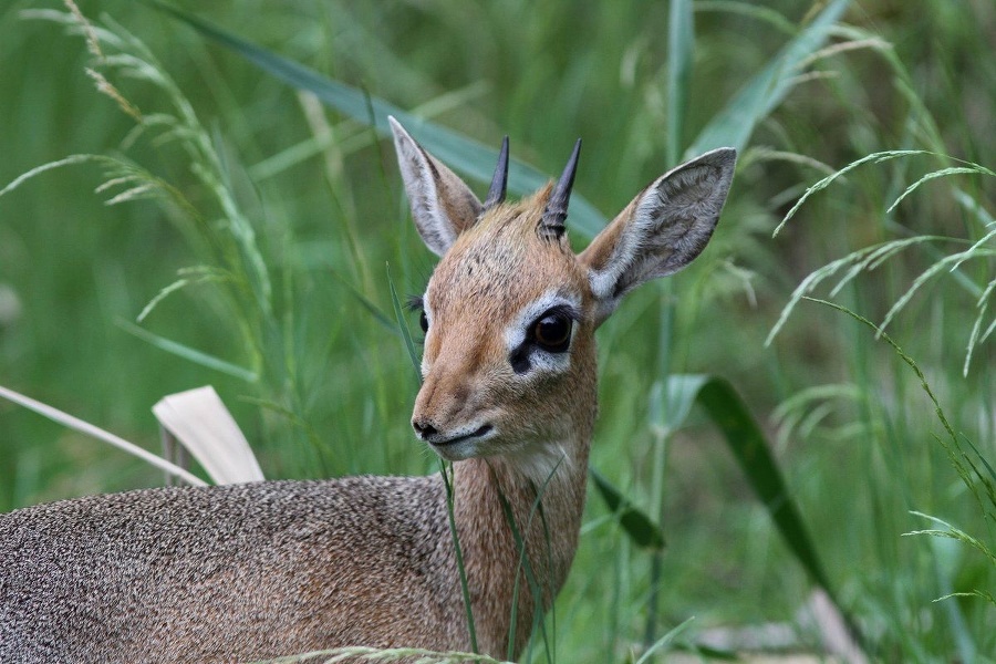 Dikdik Kirkov.