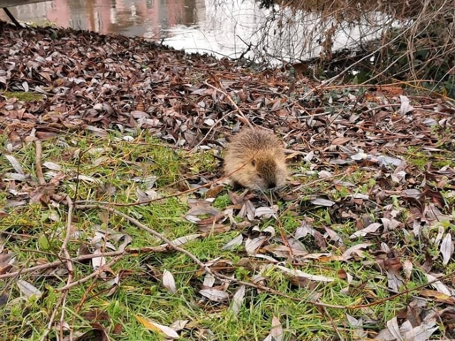 Nutrie v Šuranoch.