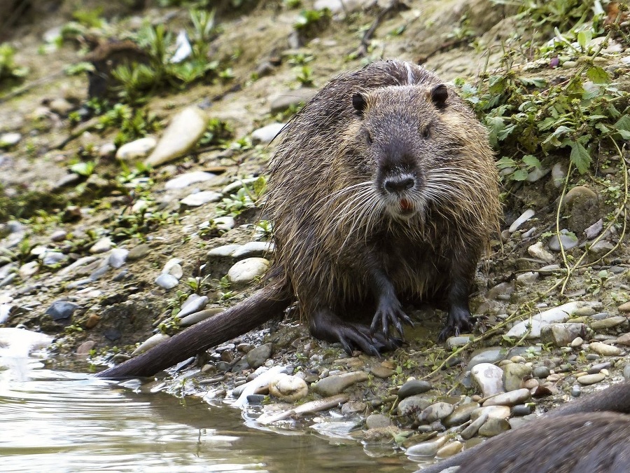 Nutria riečna