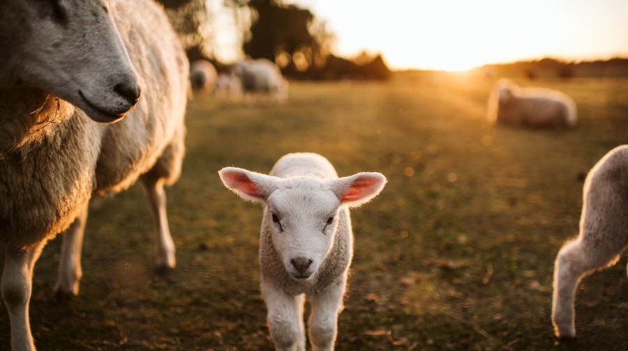 prime lambs on green