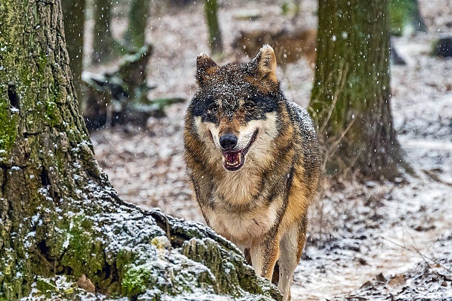 V zoo zostali už