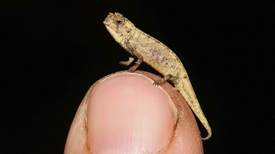 Brookesia nana - Samček