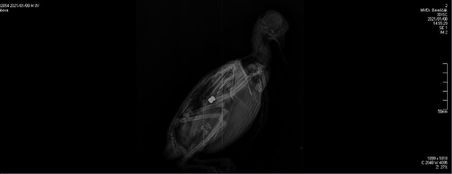 Röntgenový snímok mŕtveho holuba