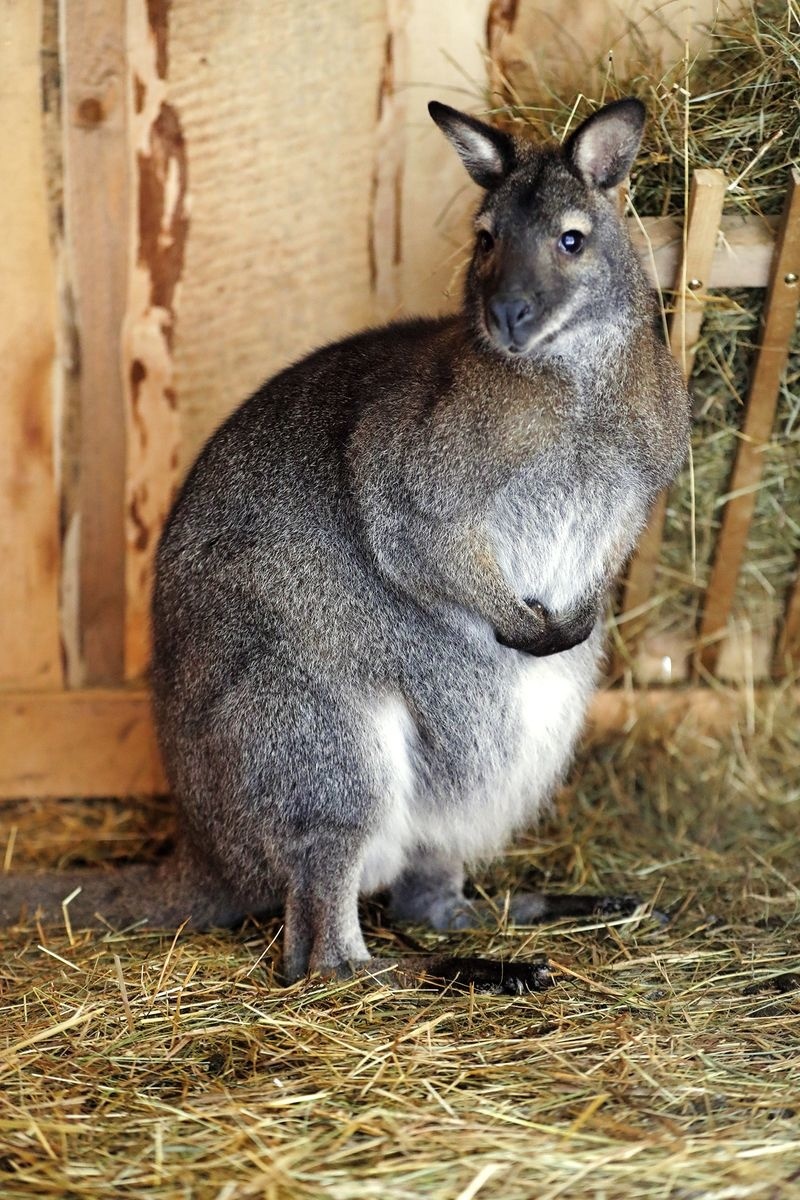 Kengura Skippy v seriáli ZOO ako Lacko