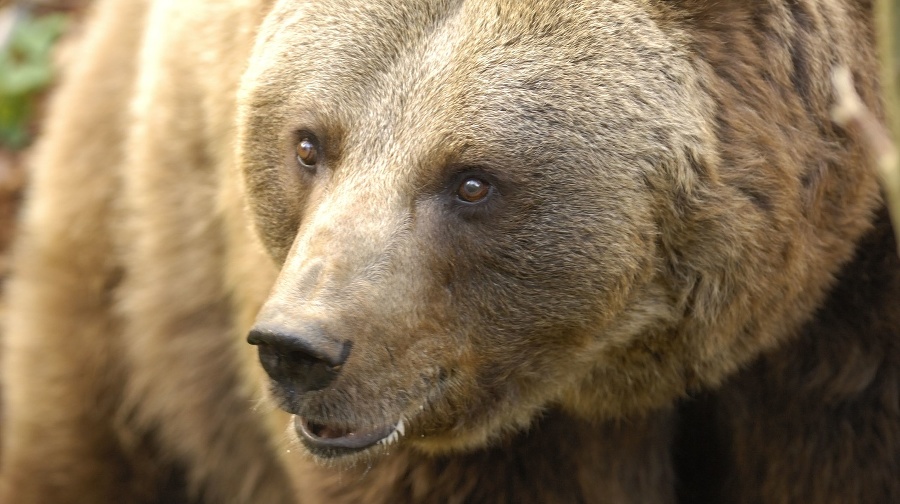 Brown bear (Ursus arctos)