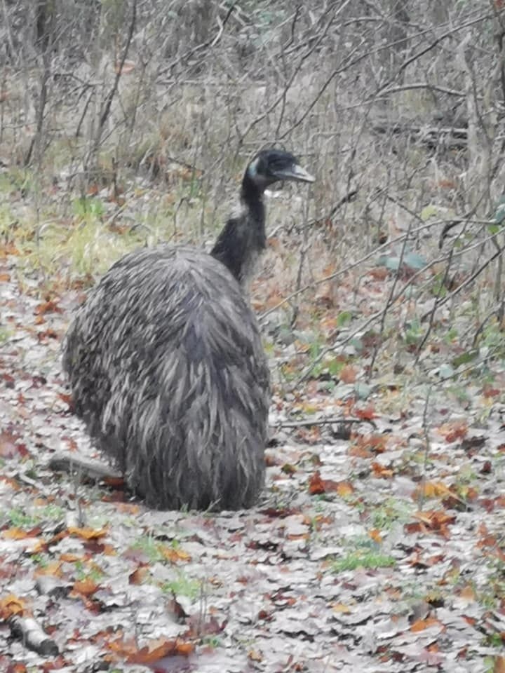 Emu sa vybral na