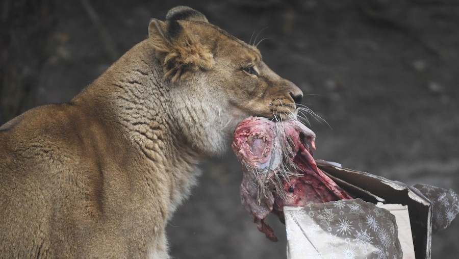 Zvieratá v košickej zoo