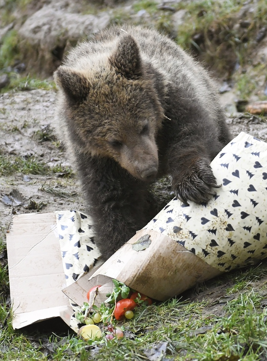 Zvieratá v košickej zoo