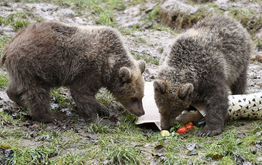 Zvieratá v košickej zoo