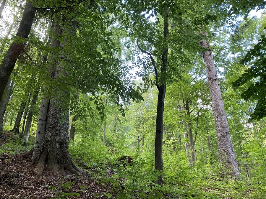 Špeciálne udržiavaný les nad