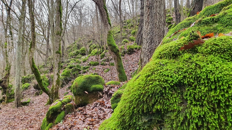 Machom pokryté skaly Drienčanského