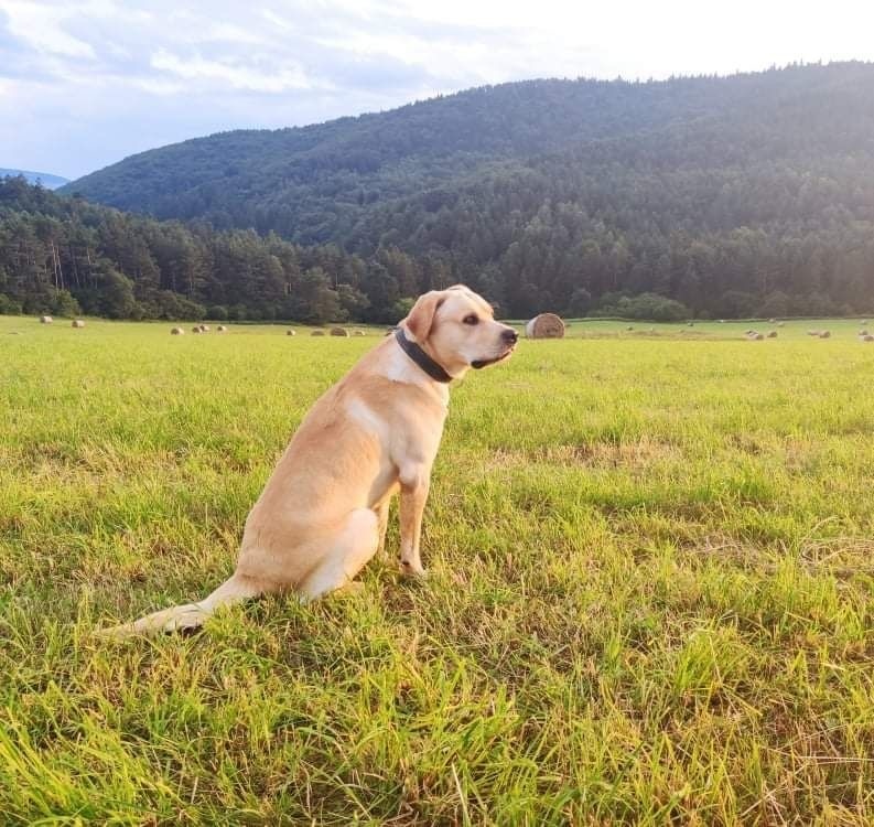 Labrador Dusty sa už