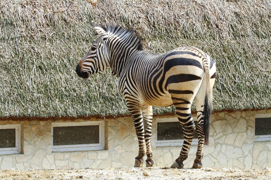 Zebra v Bojnickej zoo.