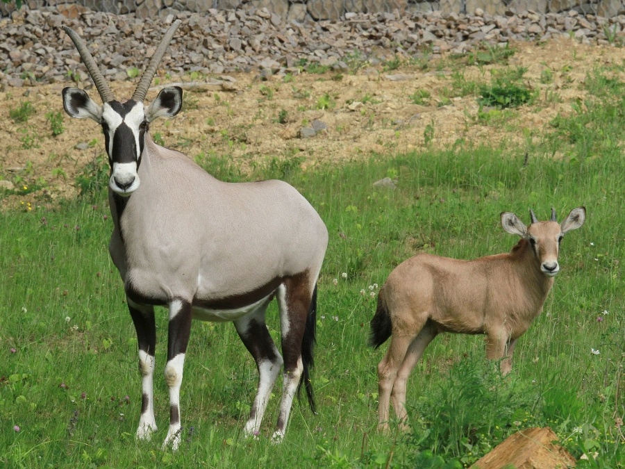 Oryx s mláďatkom.