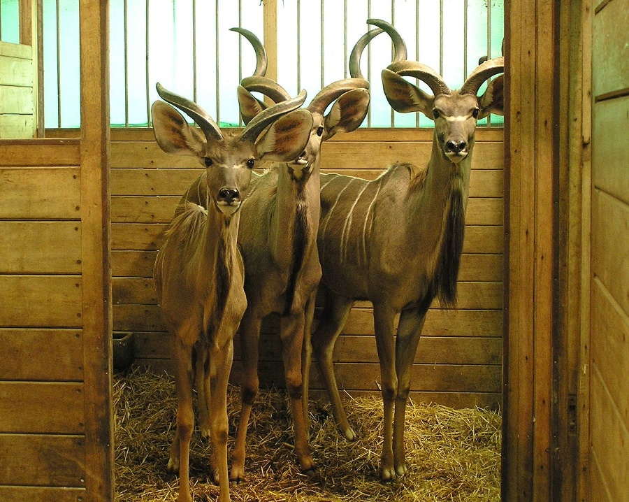 Kudu veľký.