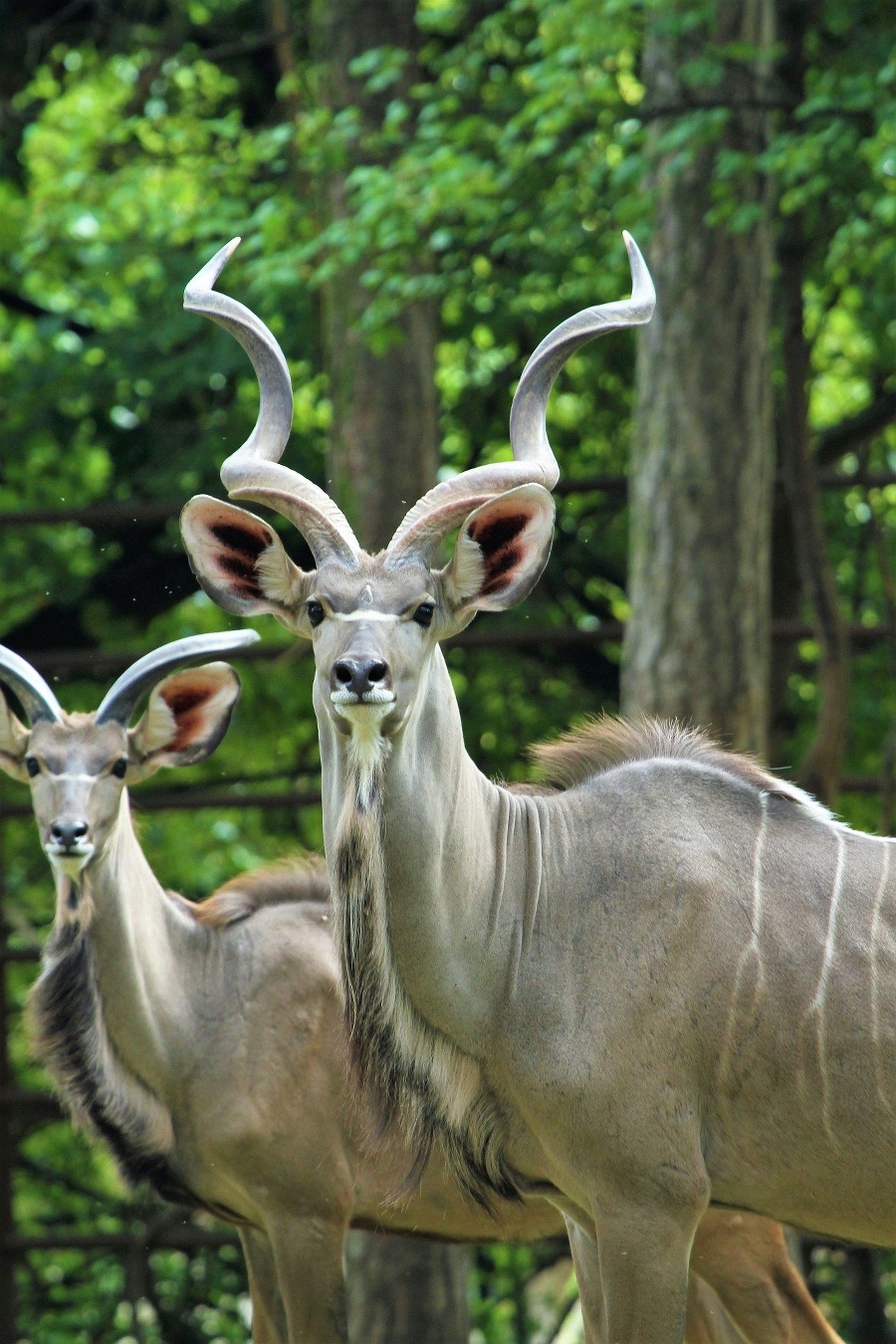 Kudu veľký.