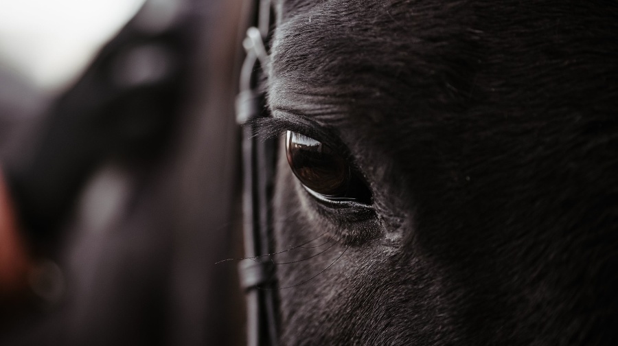 Eyes horse close up,