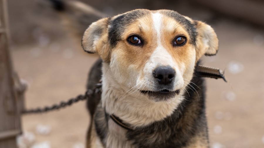 watchdog. cruelty to animals . sad eyes