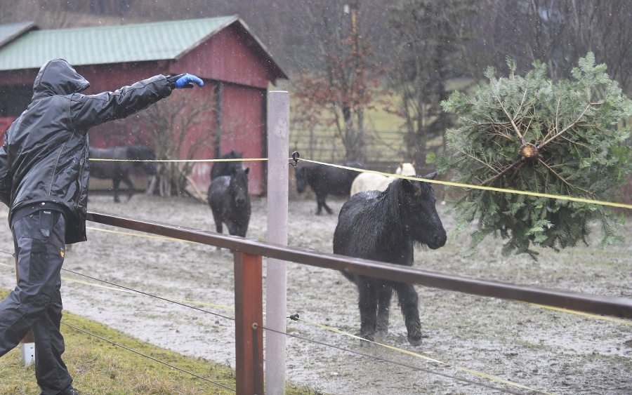 Nepredané vianočné stromčeky poslúžia