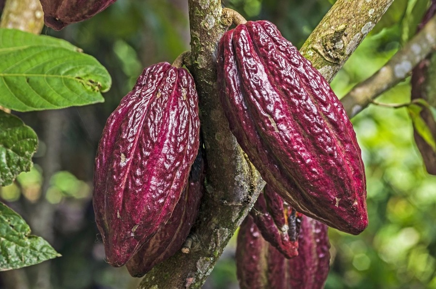 Vzácny kakaový bôb: Americkí