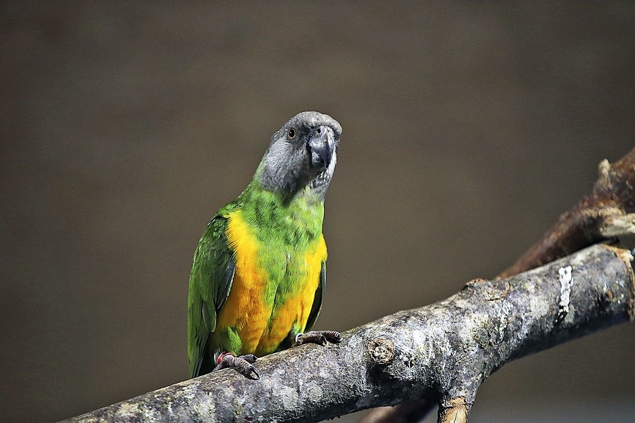 Papagáj Senegalský