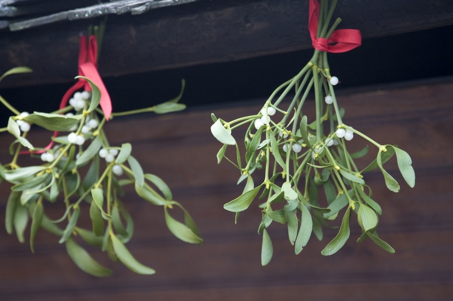 Bunches of mistletoe hanging