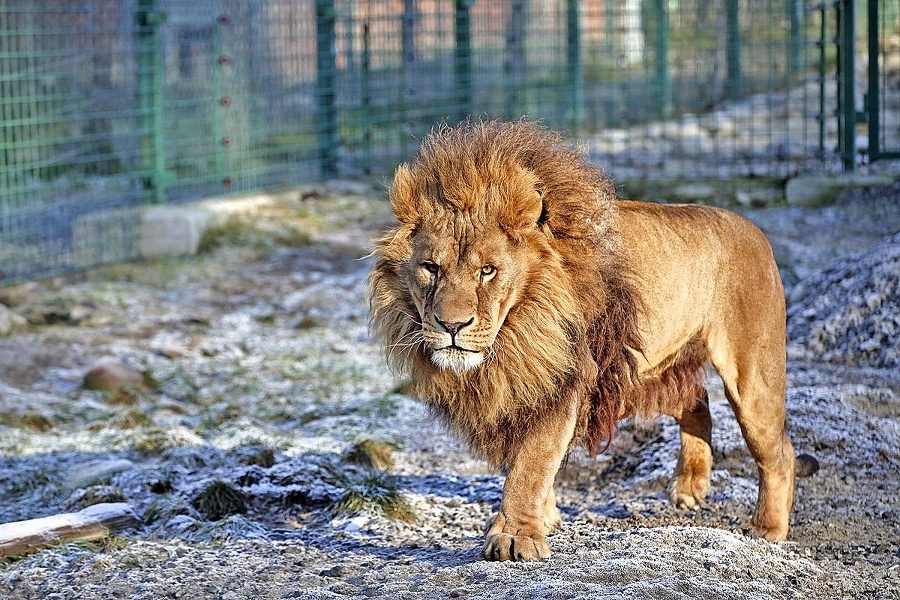 Aslan,