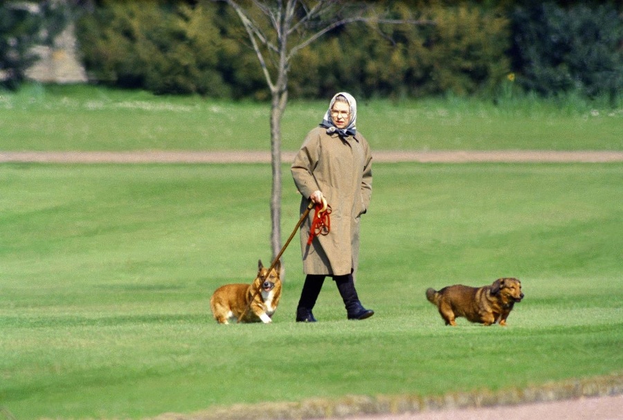 Kráľovná svoje psy zbožňovala.