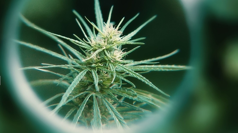 Medical Cannabis and Cannabidiol