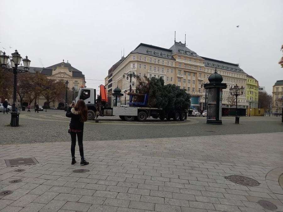 V Bratislave osadili stromček,