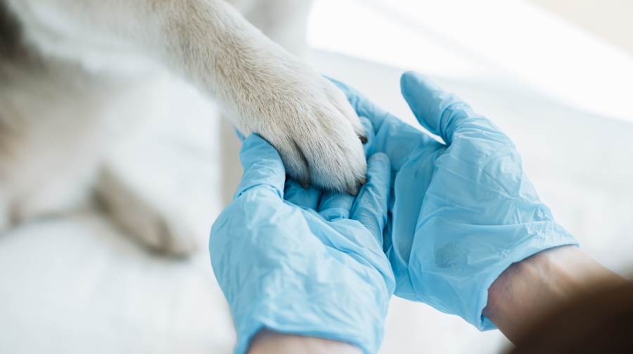 cropped image of veterinarian