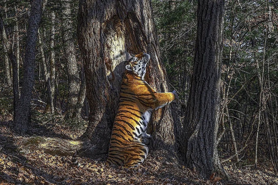 Víťaz: Sibírsky tiger objímajúci