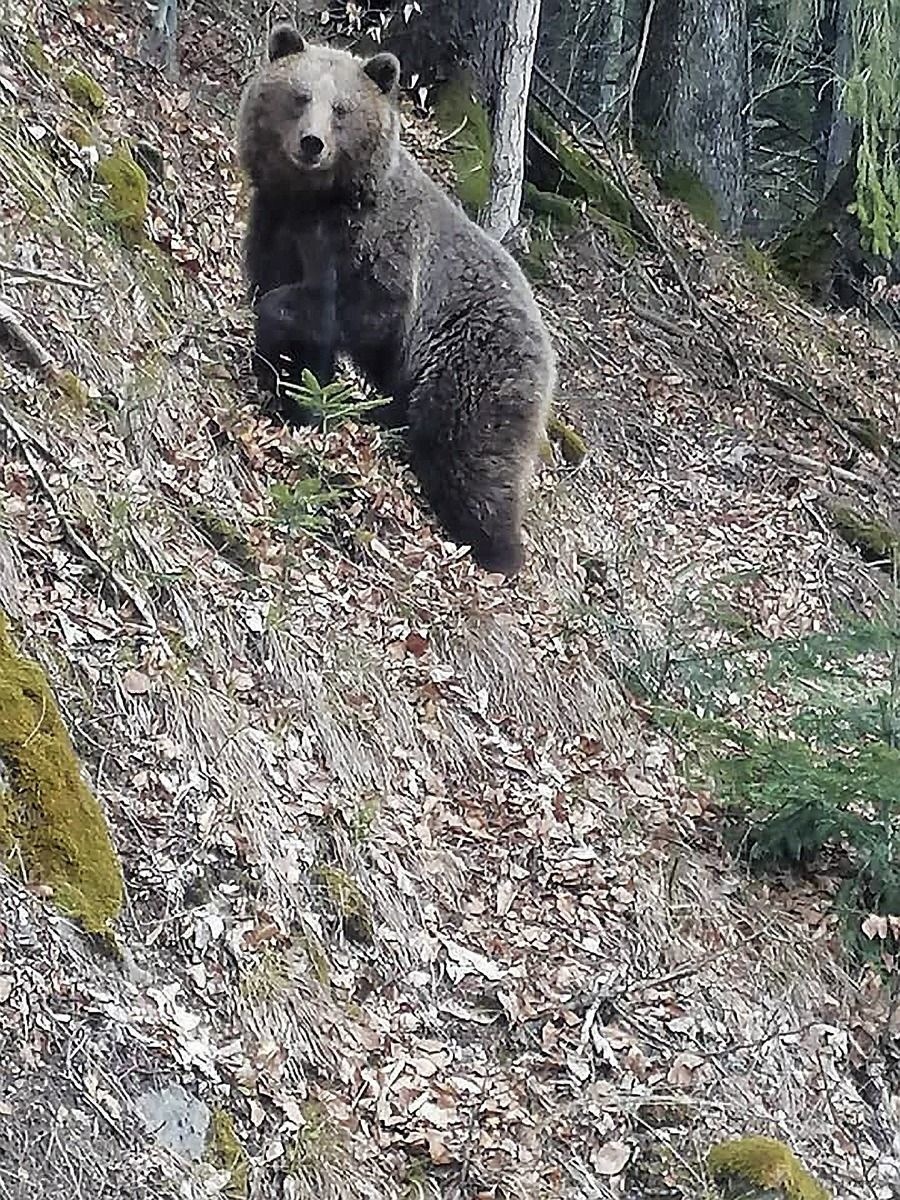 Medveď hnedý