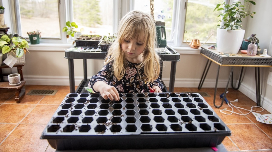 Young child plants seeds