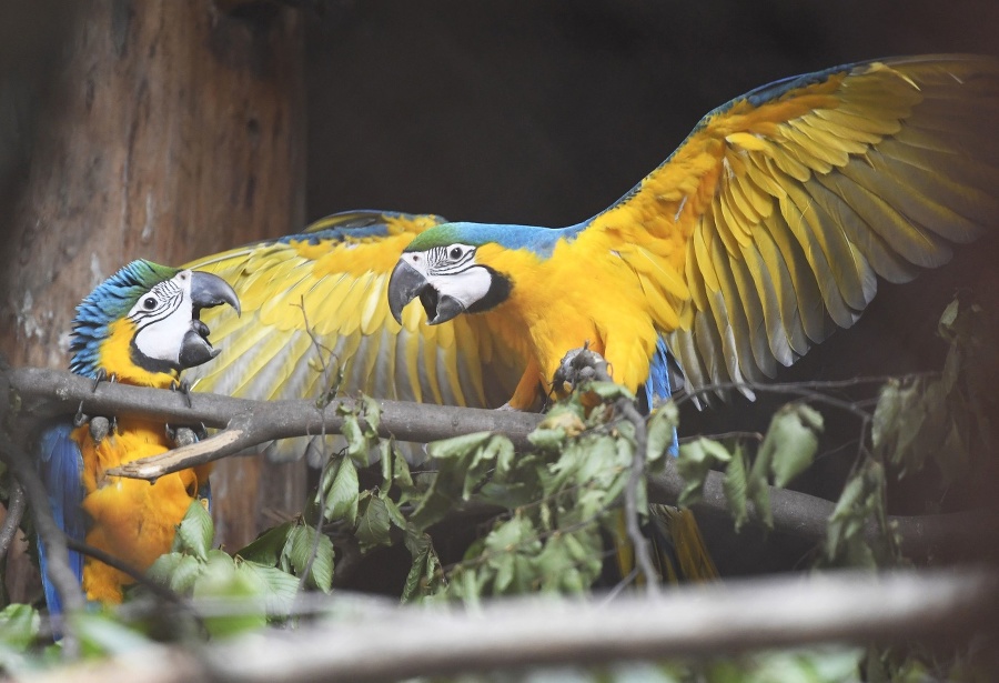 V Zoologickej záhrade Košice