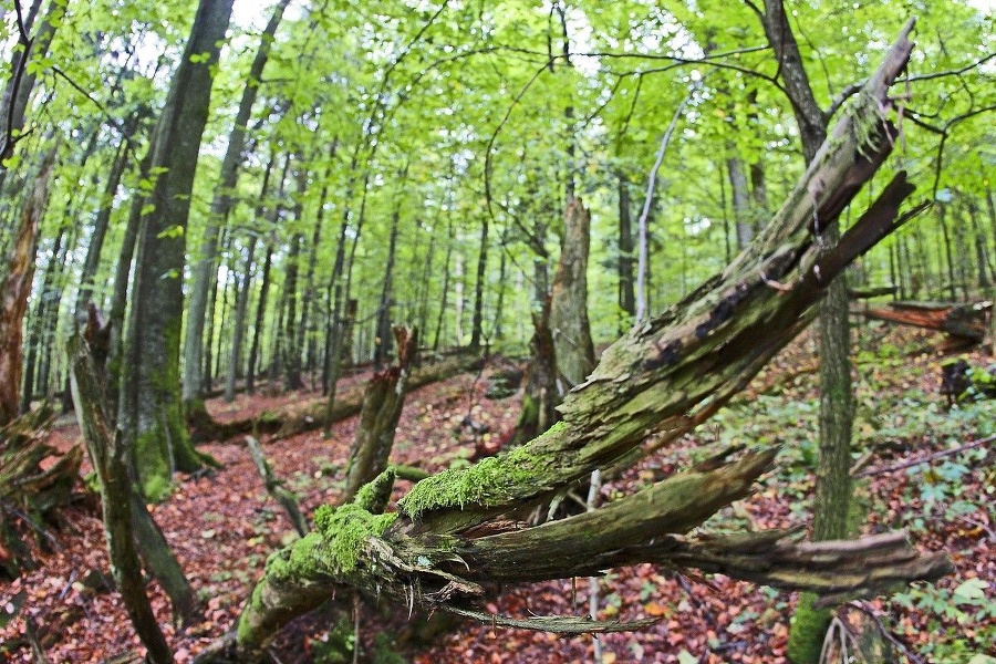 Divočina: Prales ponúka panenskú