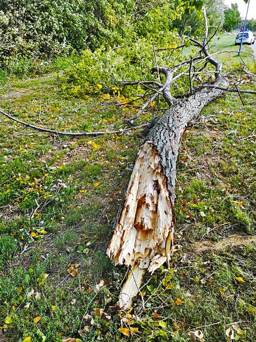 Konár nevydržal nápor silného