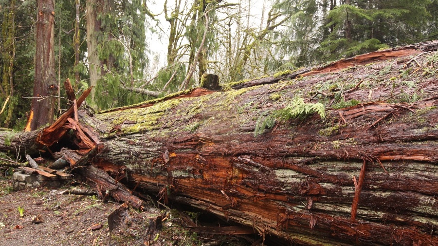 A large old growth