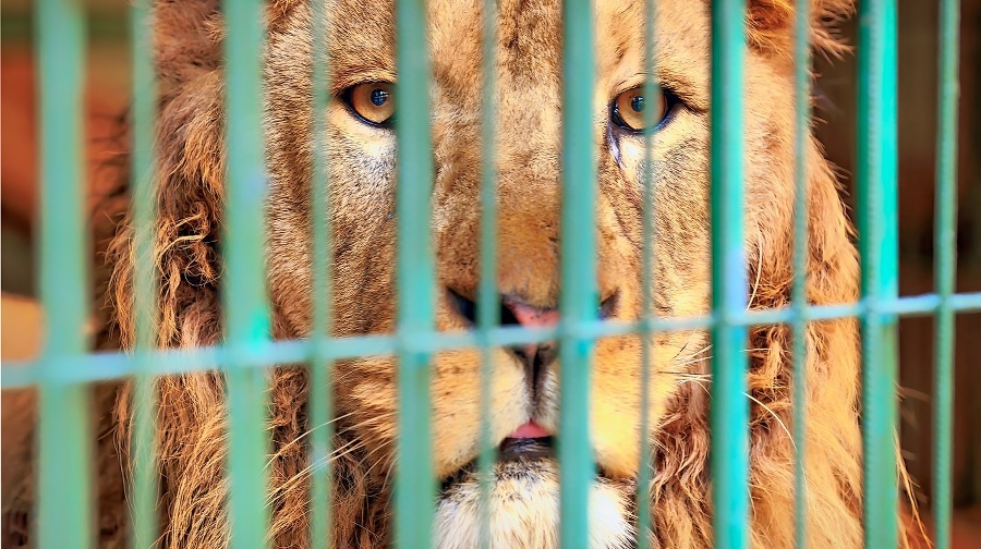 Lion in the cage