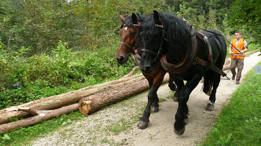 Kone z Hričovského Podhradia