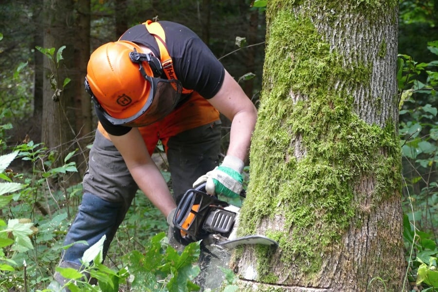 Rezanie stromov počas údržby