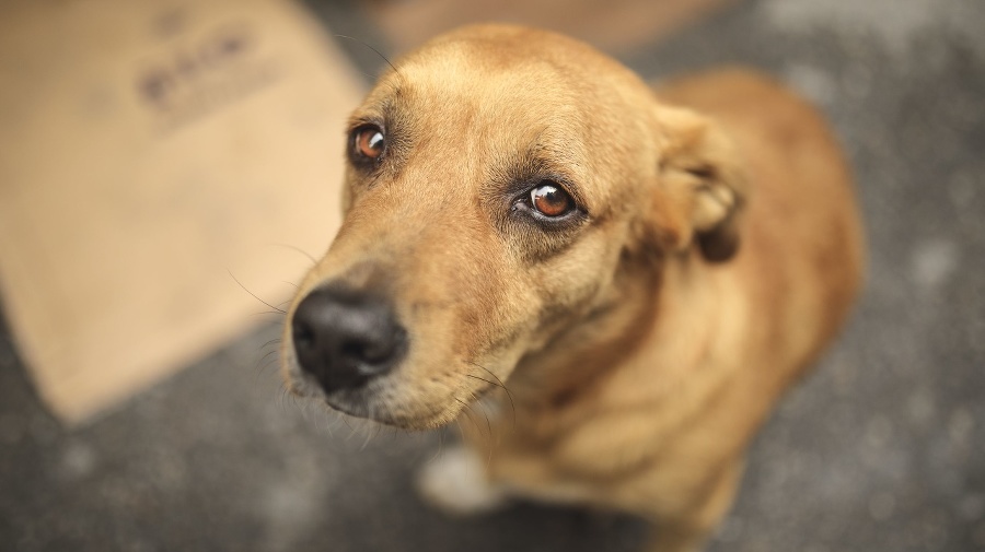 Homeless and hungry dog