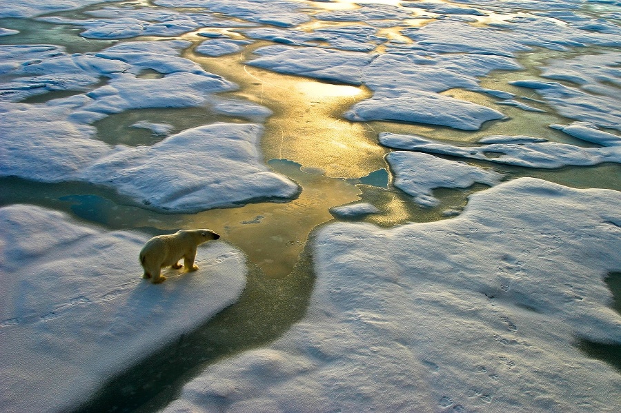 Polar bear on a