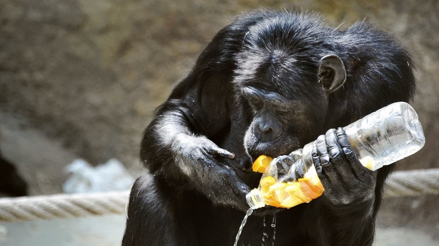 Šimpanz učenlivý