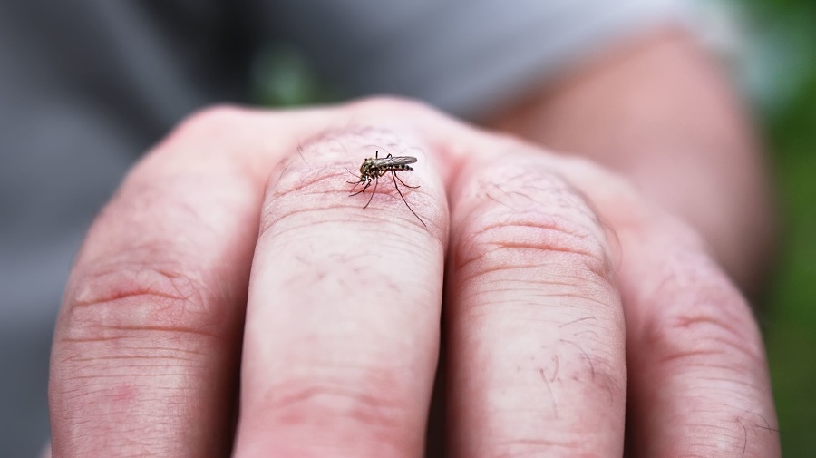 Little mosquito sucking blood